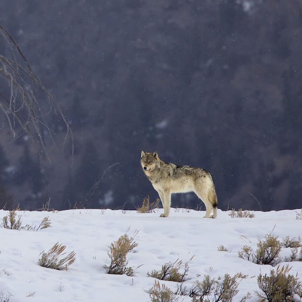 Gray Wolf in Snowy Landscape